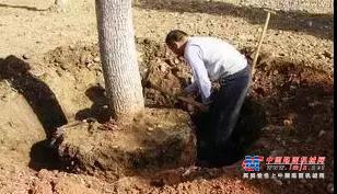 山猫：原来用人工挖树是这么奢侈的一件事！