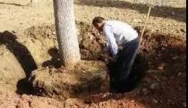 山猫：原来用人工挖树是这么奢侈的一件事！