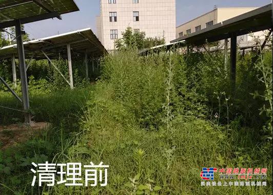 能源公司党支部开展“拔草护绿、美化环境”主题党日活动