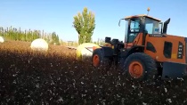 机械化作业|英轩装载机支持新疆棉花
