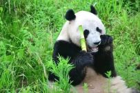 玛连尼服务九绵高速，挺进大熊猫之乡