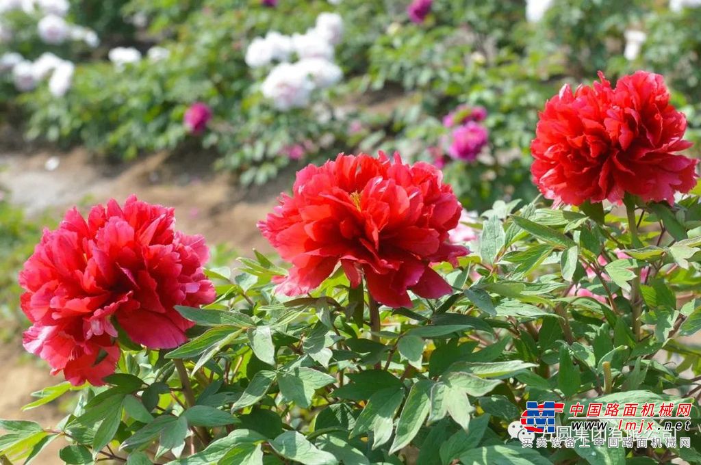 唯有牡丹真国色，花开时节动京城。海阳牡丹园位于帽山之下，院内牡丹种殖基地，坐落在大山丛中几个紧密相连的山坡上。坡坎依据山形走势，人工改造成了大小不等的梯田。走近细观，梯田內栽种的牡丹树苗，长势喜人。经过春风吹拂，伸展腰枝，冒出了嫩嫩的降红色新芽，朵朵牡丹花迎风弯腰点头，喜迎四方宾客。
