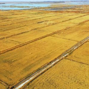 中联重科：机抛水稻产量高 盐碱地里迎丰收