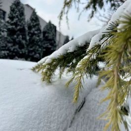 推窗见雪丨雪落山猫到！