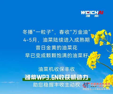 大国丰景丨潍柴WP3.6N为油菜收获按下“快捷键”