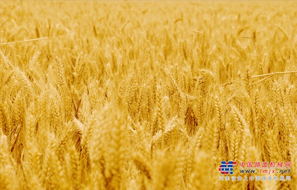 “芒”种耕耘，“工”到自然成——徐工助力中国碗装中国粮