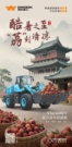 夏至|酷暑之至 “荔”刻清凉